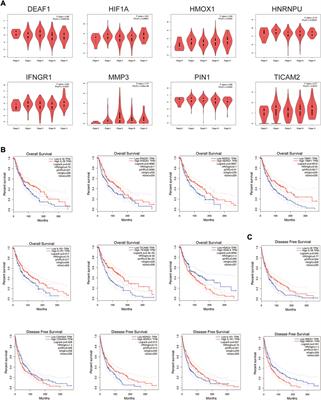 Effect of Sun exposure-induced ferroptosis mechanisms on pathology and potential biological processes of primary melanoma by microarray data analysis